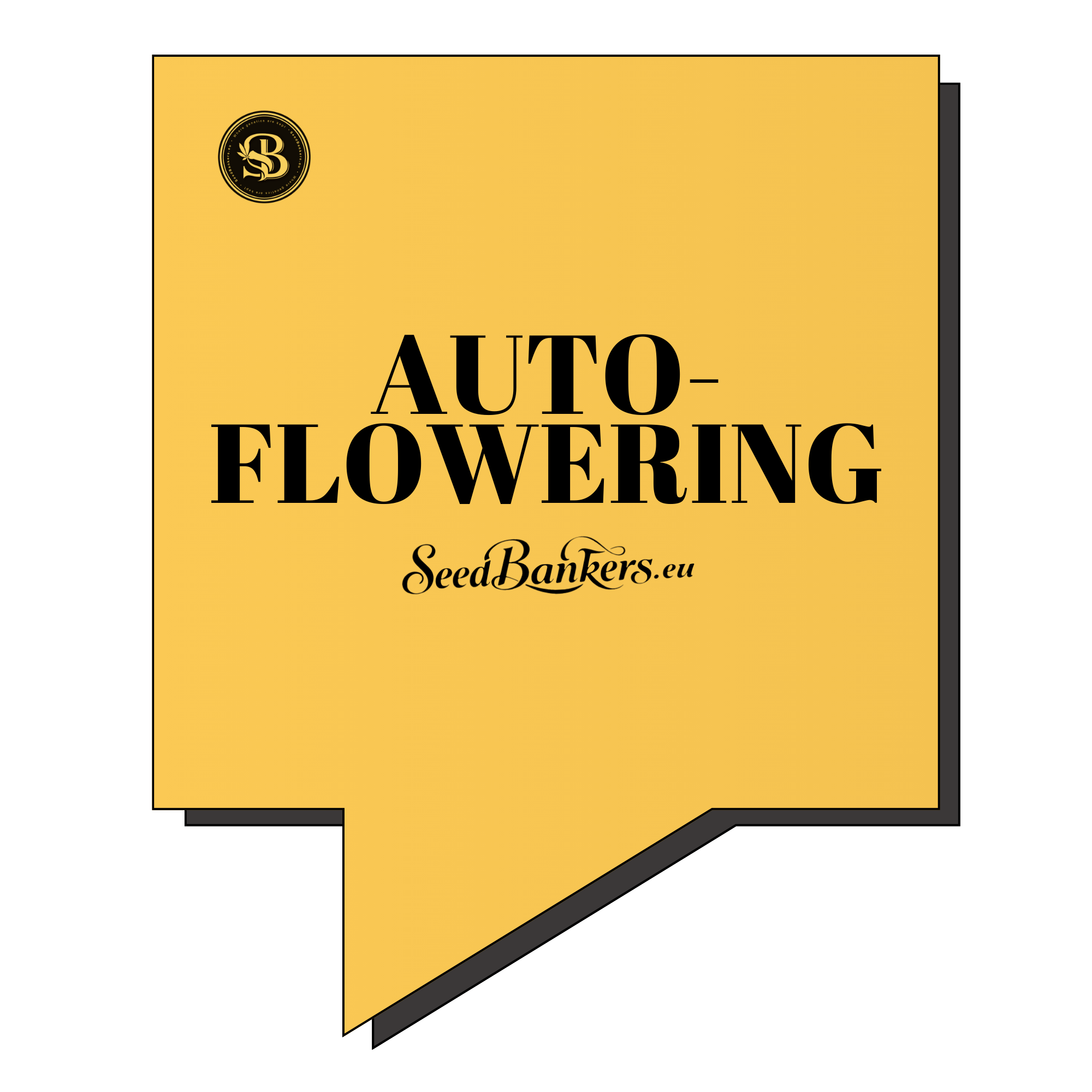 Autoflowering Seeds – Premium Cannabis Genetics | SeedBankers.eu