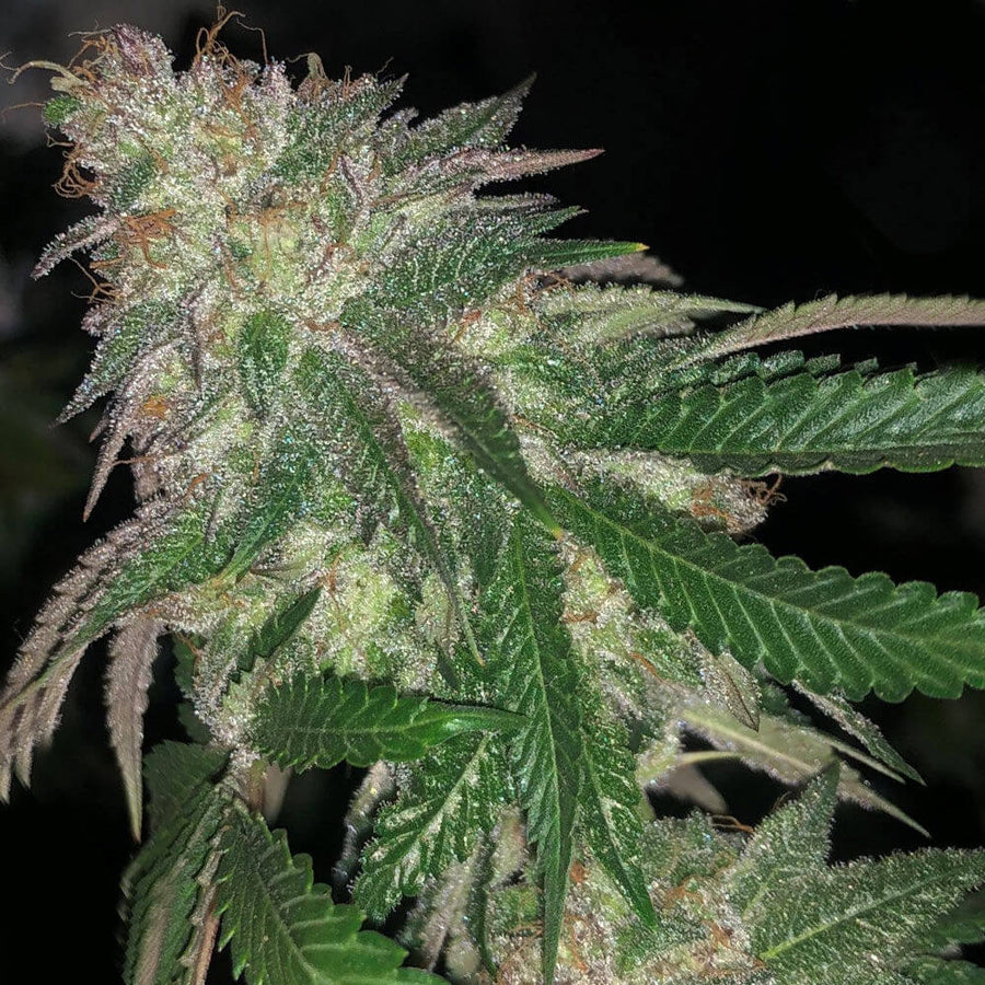 Kuntz Feminised Seeds