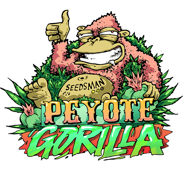 Peyote Gorilla Feminised Seeds