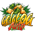 Gelat.OG Auto Feminisierte Samen