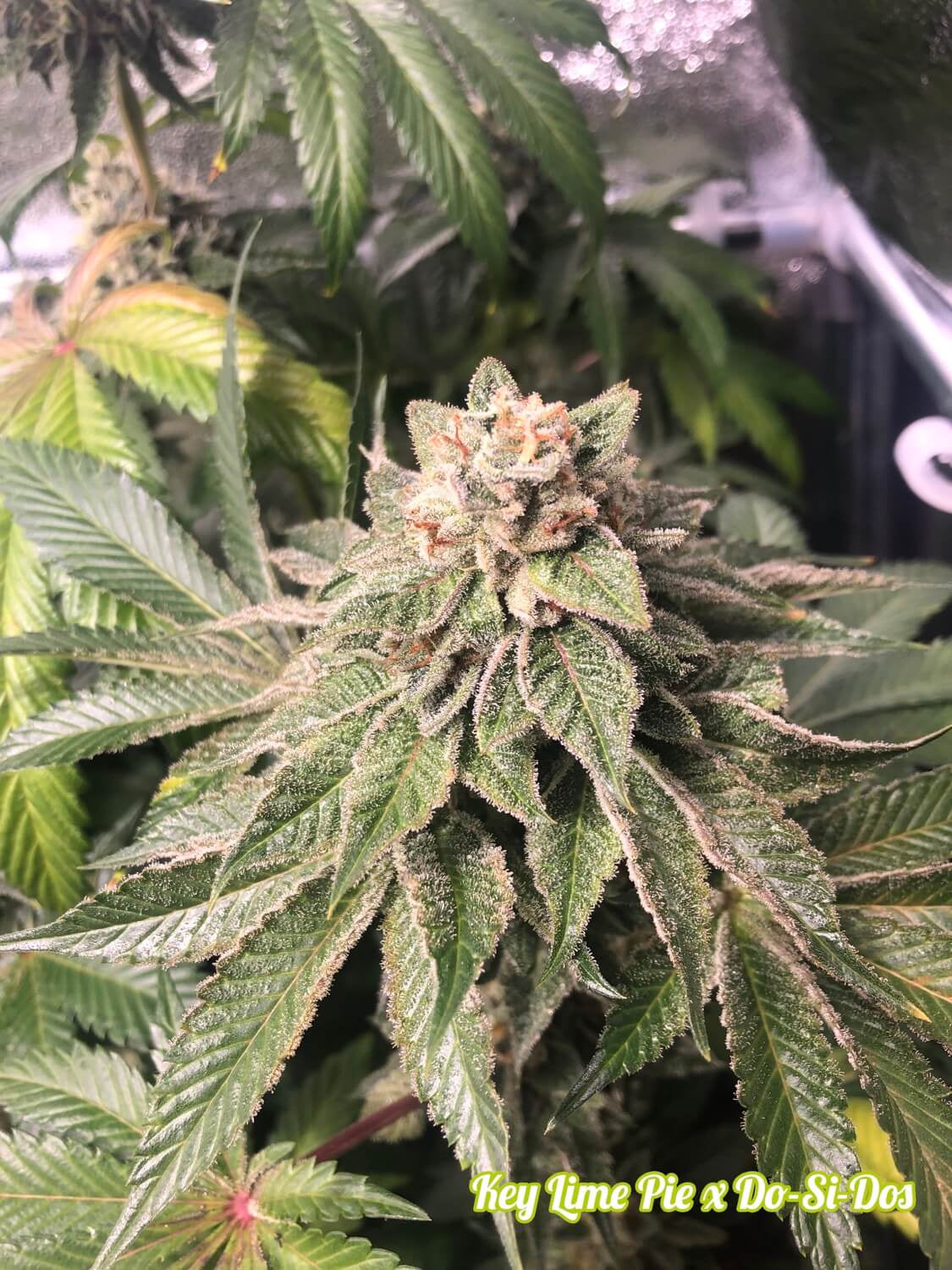 Semillas feminizadas de Key Lime Pie x Do-Si-Dos (Edición limitada)
