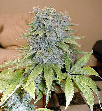 Semillas regulares de Medicine Man