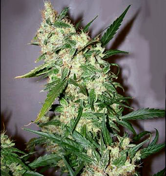ASH Regular Seeds