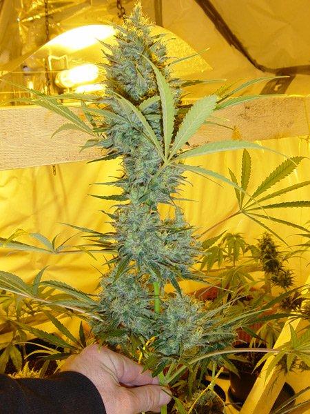 Semillas regulares de Critical Haze