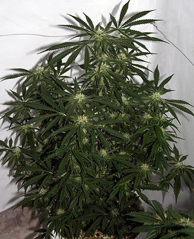 Semillas regulares de Early Skunk Haze