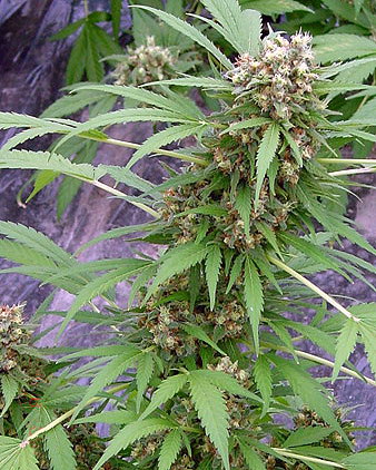 Early Skunk Regular Seeds