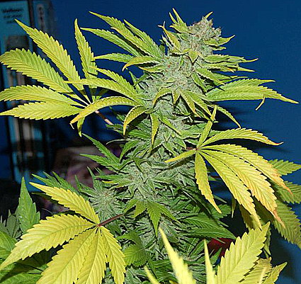 Semillas regulares de Skunk G13