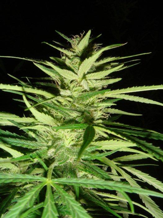 Semillas regulares de Master Kaze (Master Kush Skunk x Afghan Haze)