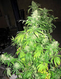 Semillas regulares de Critical Mass Mr Nice