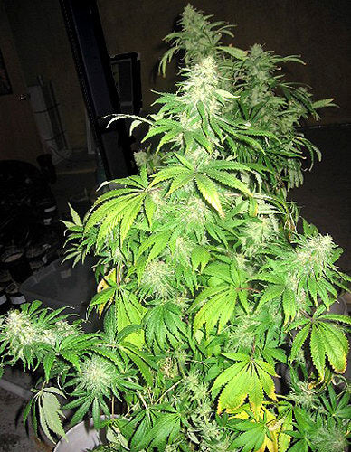Critical Mass Mr Nice Regular Seeds