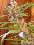 Afghan Haze Regular Seeds