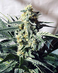 G13 Witwe (Standard-Samen)