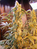 Semillas regulares de Mango Widow