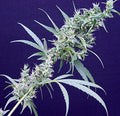 Neville's Haze x Mango Regular Seeds