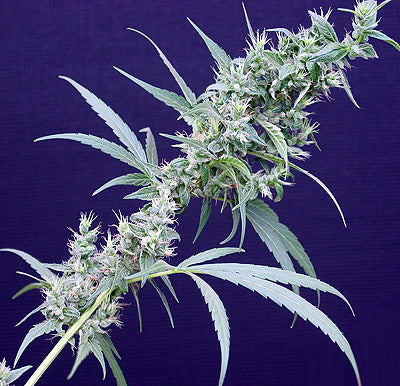 Neville's Haze x Mango Regular Seeds