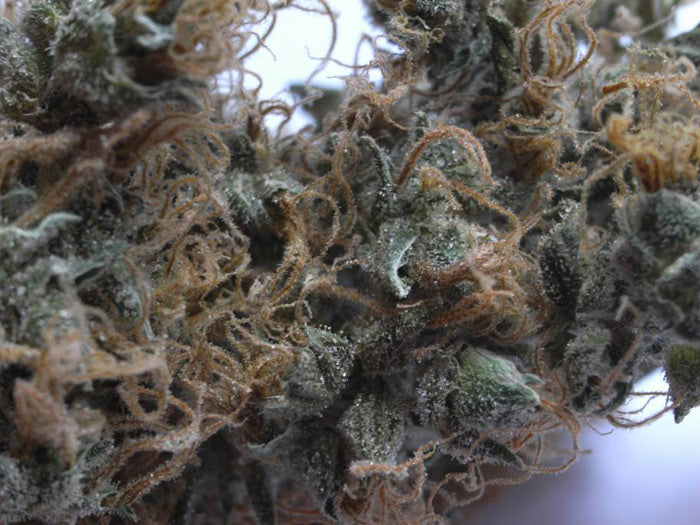 NHS Regular Seeds