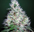 Bubble Gum Regular Seeds