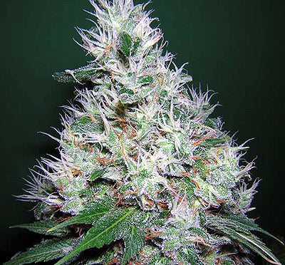 Bubble Gum Regular Seeds