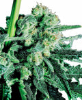 Sensi Skunk reguläre Samen