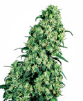 Semillas regulares de Skunk #1