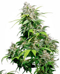 Semillas regulares de Indica californiana