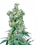 American Dream Regular Seeds