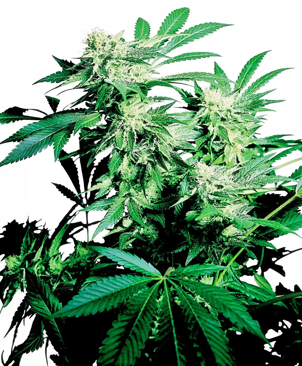 Skunk Kush Regular Seeds