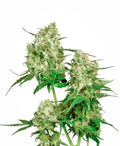 Semillas regulares de Maple Leaf Indica