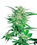 Semillas regulares de Big Bud