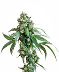 Semillas regulares de Jack Flash