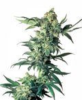 Semillas regulares de Northern Lights