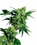 Semillas regulares de Mr Nice G13 x Hash Plant