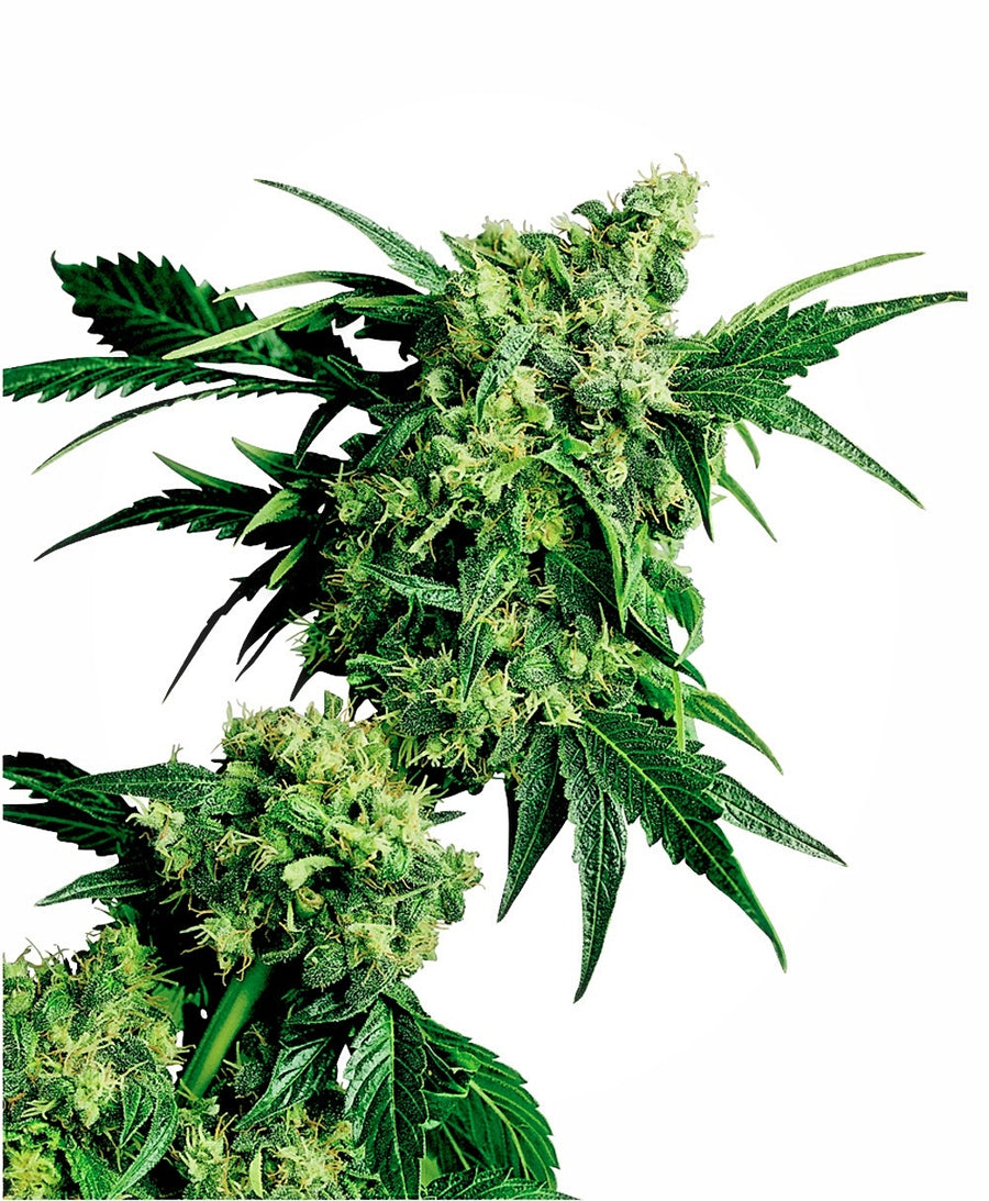 Mr Nice G13 x Hash Plant Regular Seeds