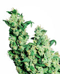 Jack Herer Regular Seeds