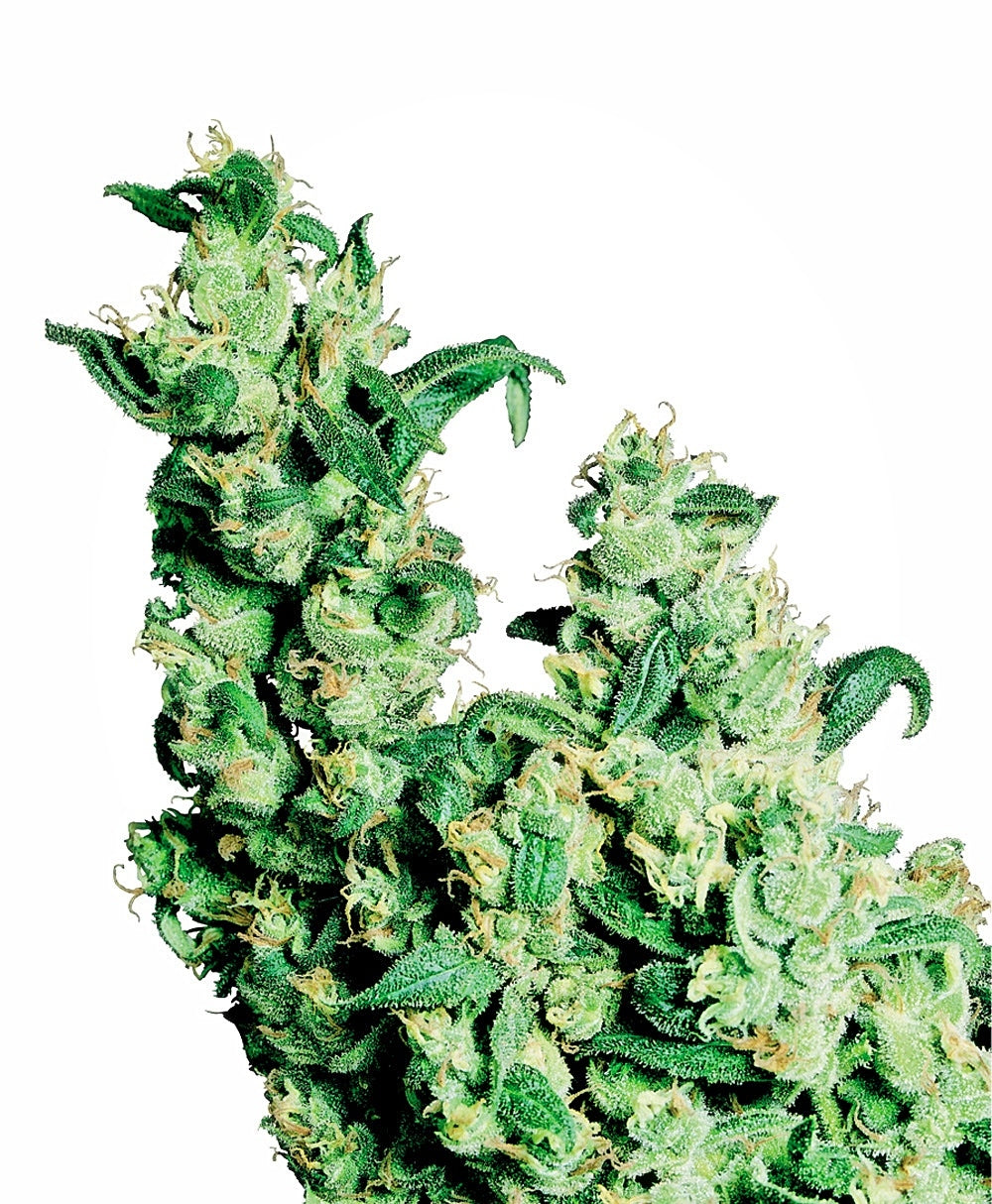 Jack Herer Regular Seeds