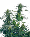 Guerrilla's Gusto Regular Seeds