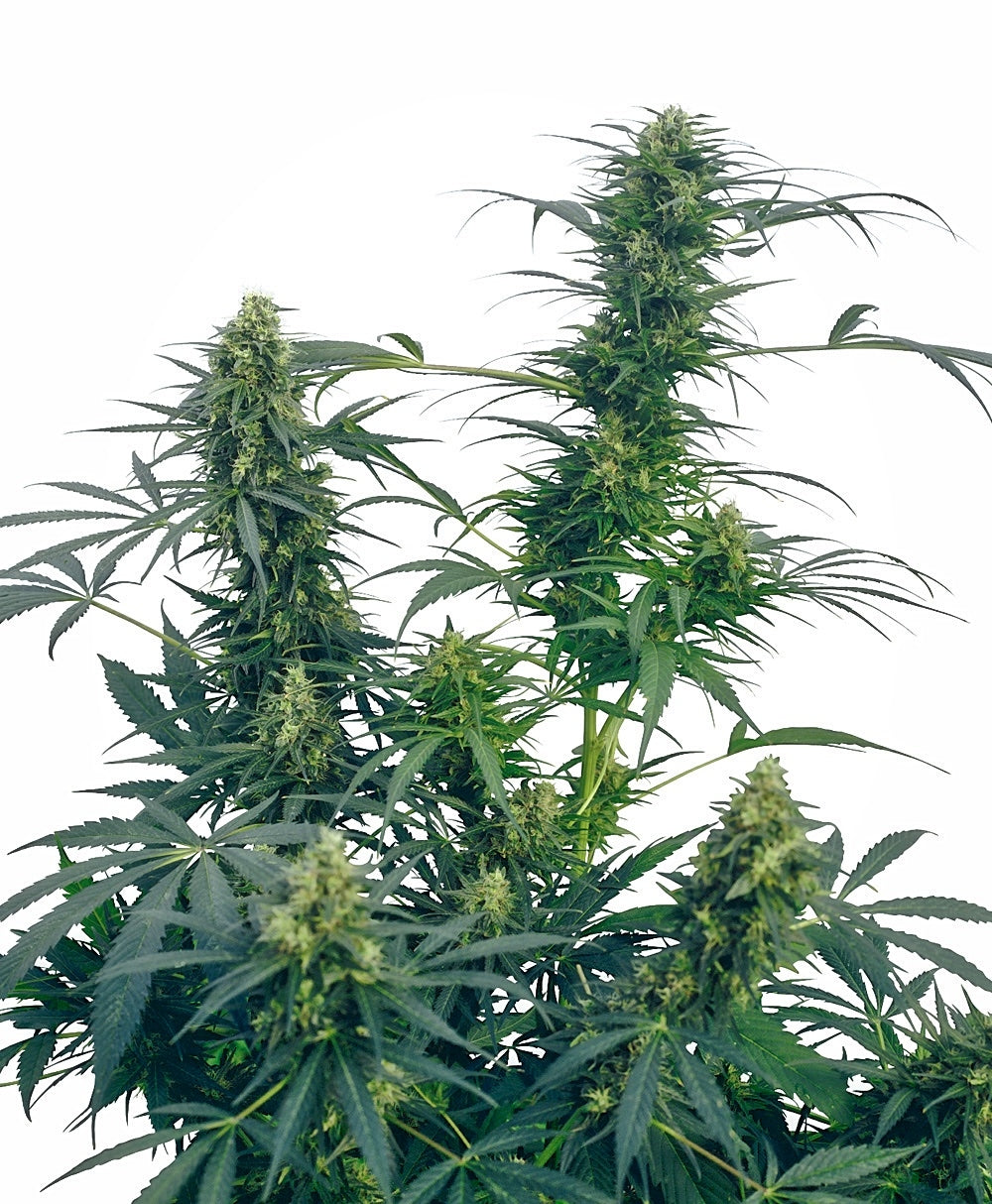 Guerrilla's Gusto Regular Seeds
