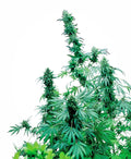 Early Skunk Regular Seeds