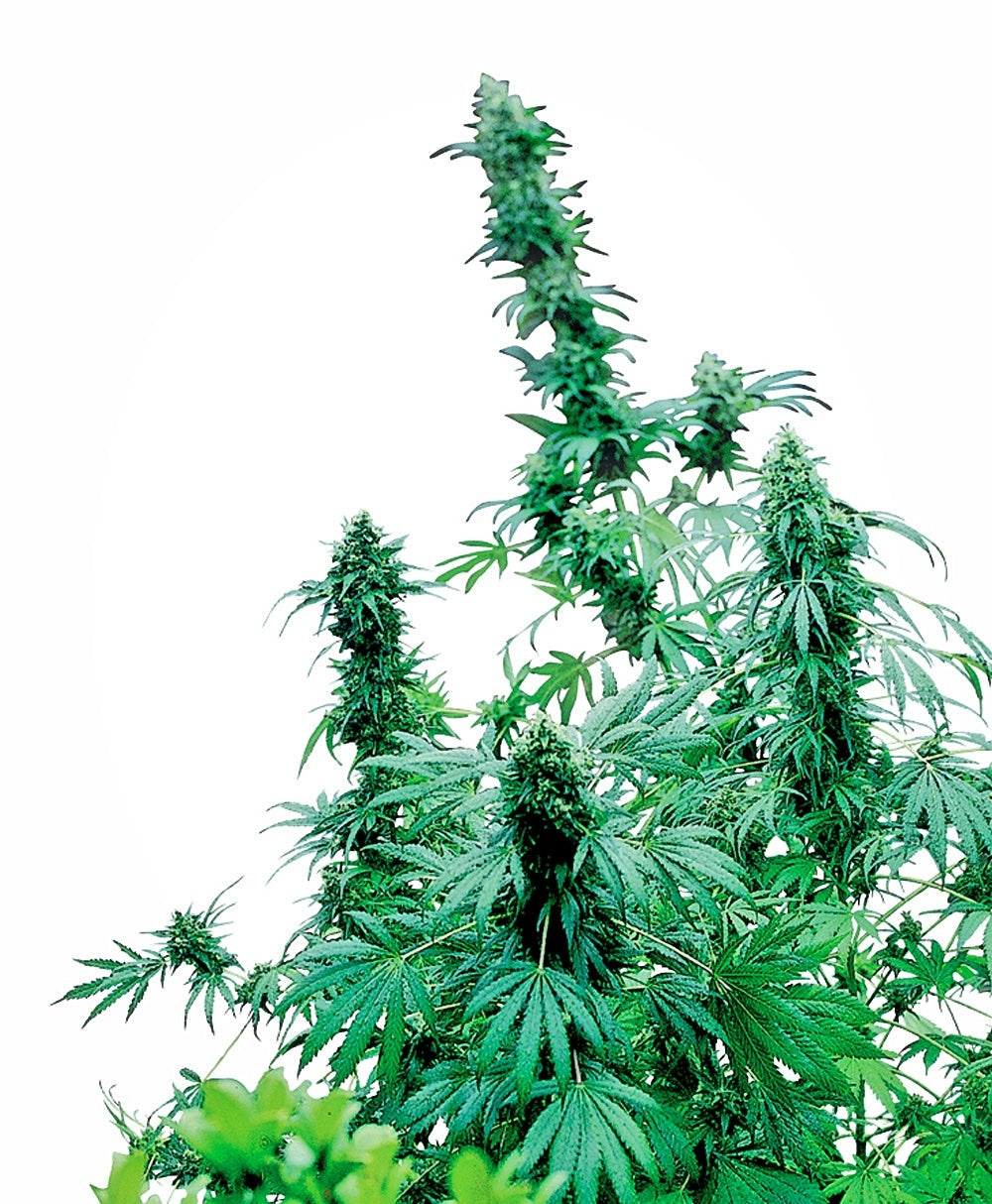 Early Skunk Regular Seeds
