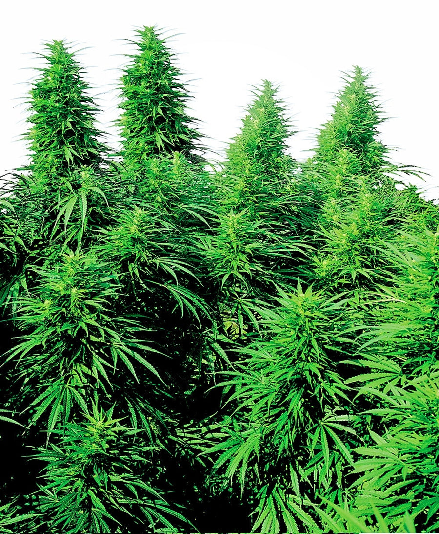 Ruderalis Skunk reguläre Samen