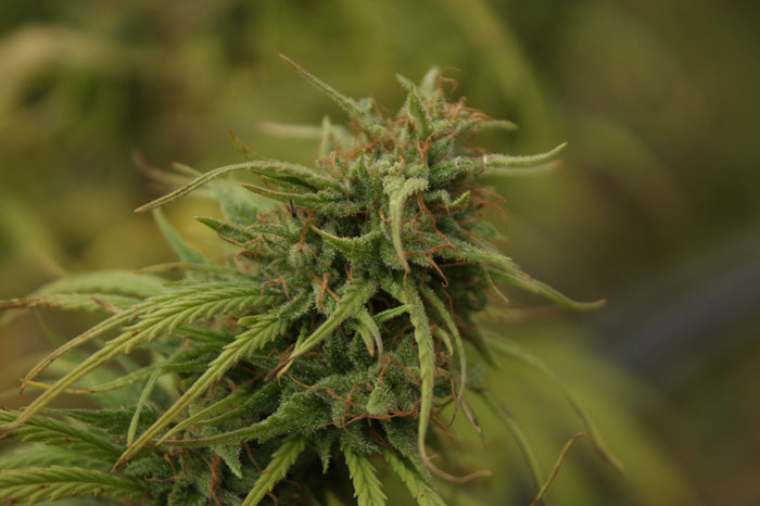 Neville's Skunk Regular Seeds