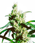Semillas regulares de Silver Haze
