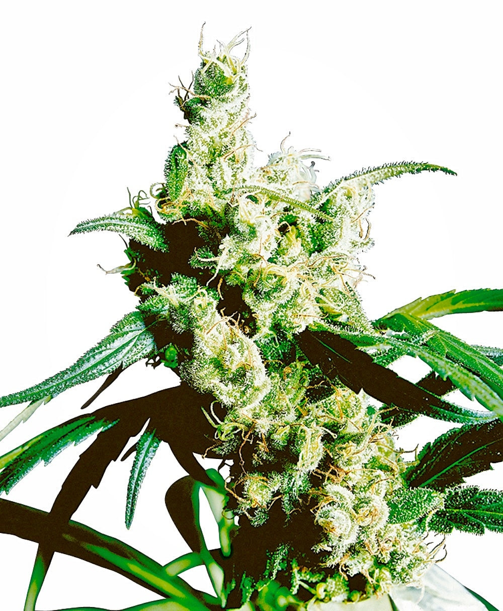 Semillas regulares de Silver Haze
