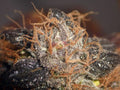 Purple Bud reguläre Samen - Großpackung x 100