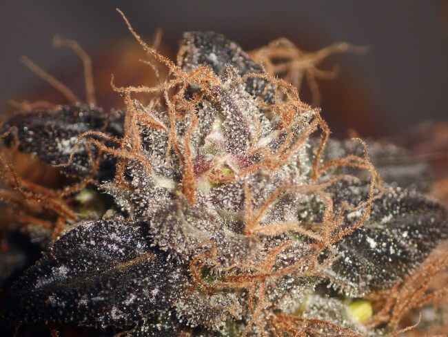 Purple Bud reguläre Samen - Großpackung x 100