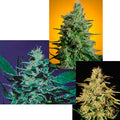 Sativa Champion Pack Feminised Seeds