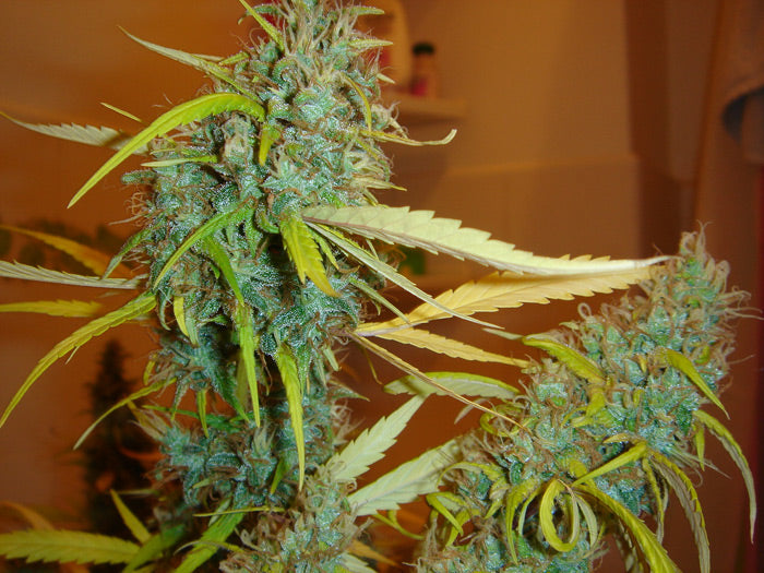 Semillas regulares de Angel Heart (Mango Haze x Afghan Skunk)