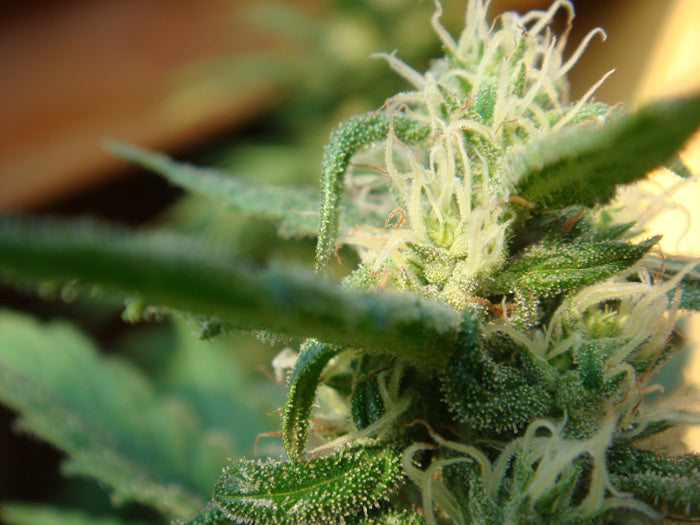 Angel's Breathe (Mango Haze x Afghan Haze) Regular Seeds