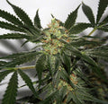 Semillas regulares de Early Queen x Afghan Haze (Early Haze)