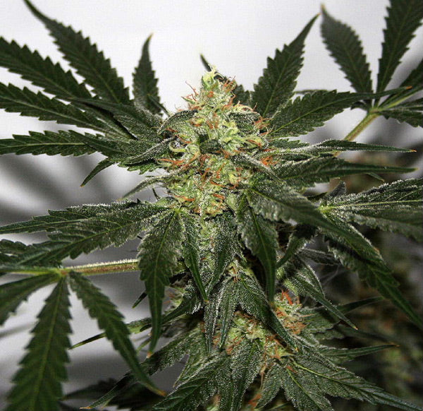 Semillas regulares de Early Queen x Afghan Haze (Early Haze)
